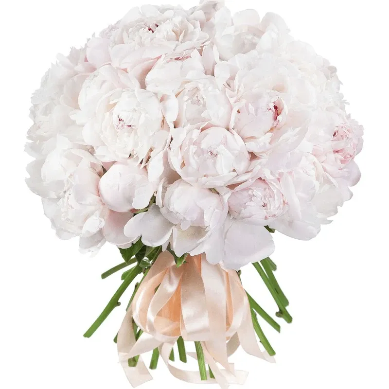 Пионы белые